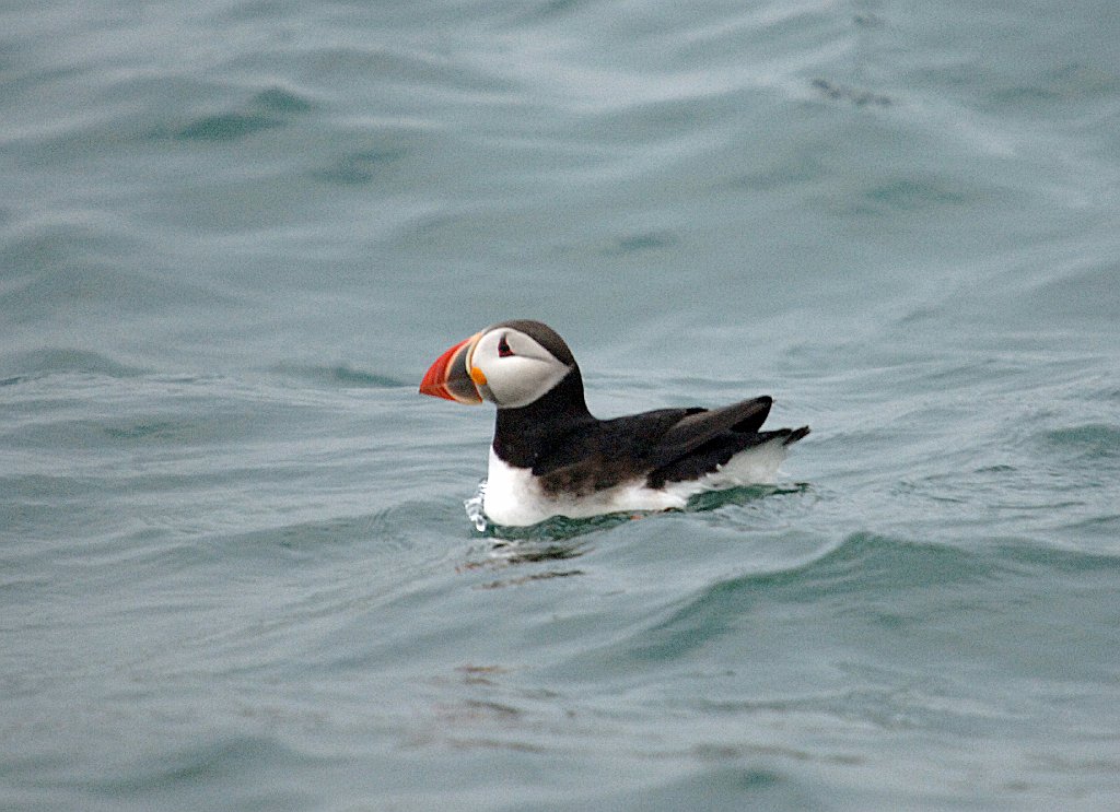 Puffin, Atlantic, 2006-07020937 Cutler and Machias Seal Island, ME.JPG - Atlantic Puffin, Machias Seal Island, 7-2-2006